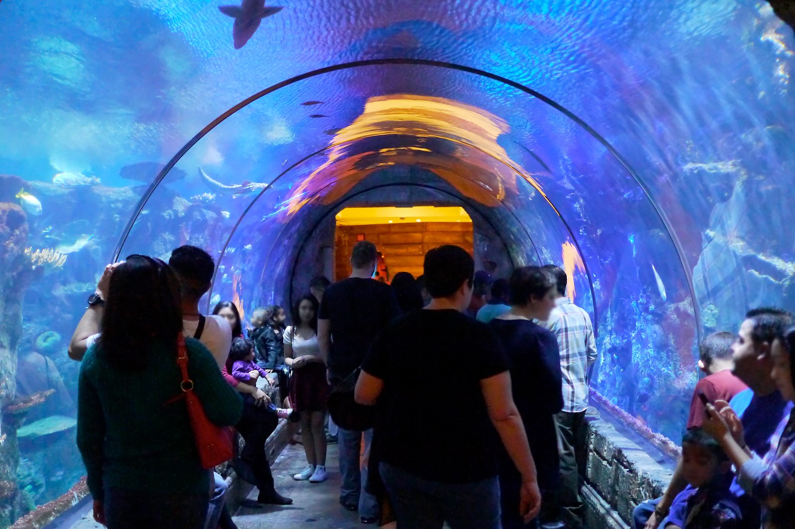 Shark Reef Aquarium at Mandalay Bay in Las Vegas