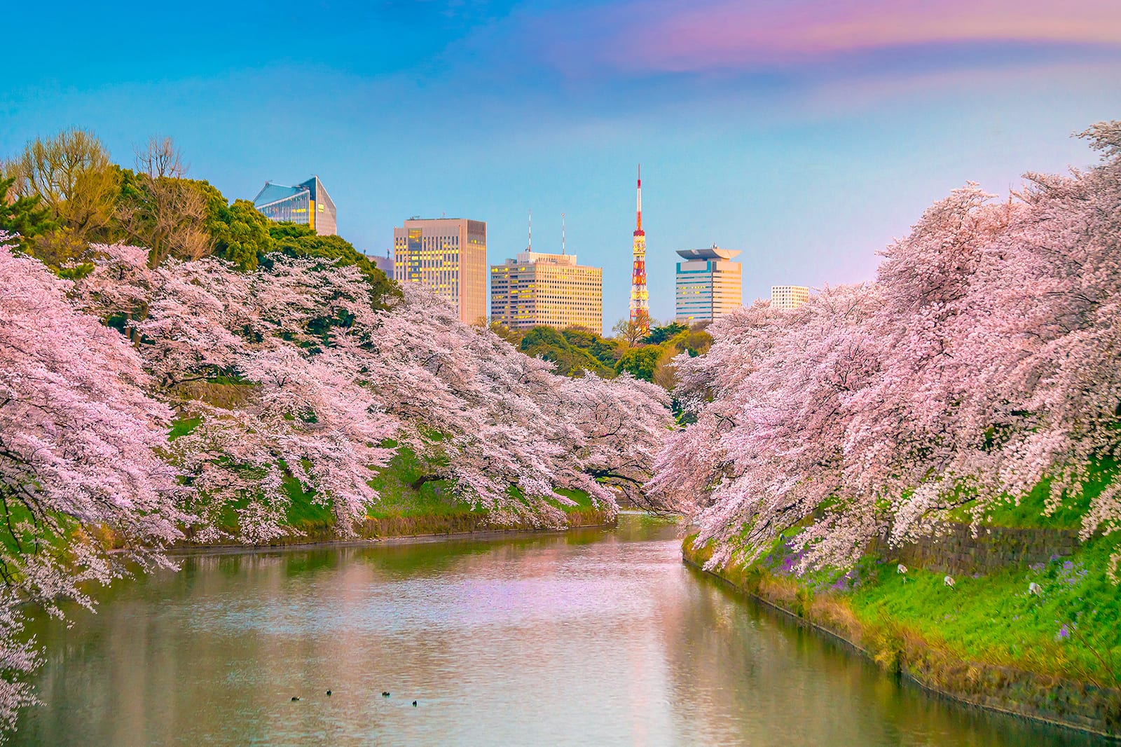 8 Things to Do in Tokyo in Spring - Spring Holidays in Tokyo - Go Guides
