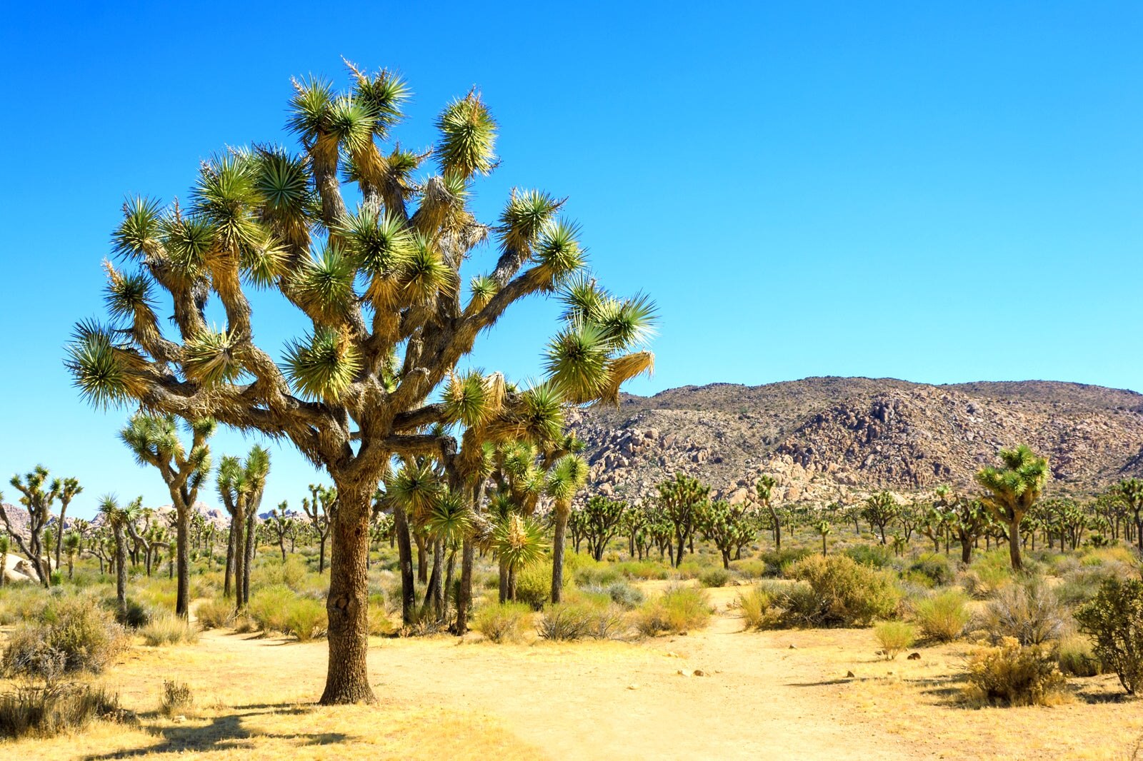 Joshua Tree National Park Vast Desert Terrain And Stargazing Spot In Joshua Tree National Park Vast Desert Terrain And Stargazing Spot In