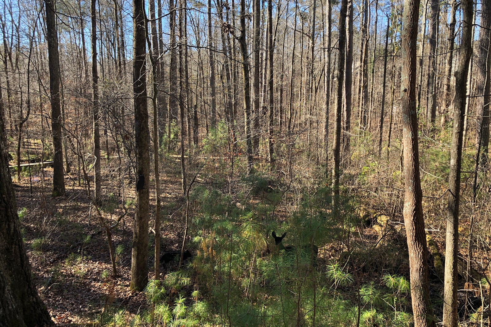 Autrey Mill Nature Preserve near Atlanta Sizable Heritage Site with