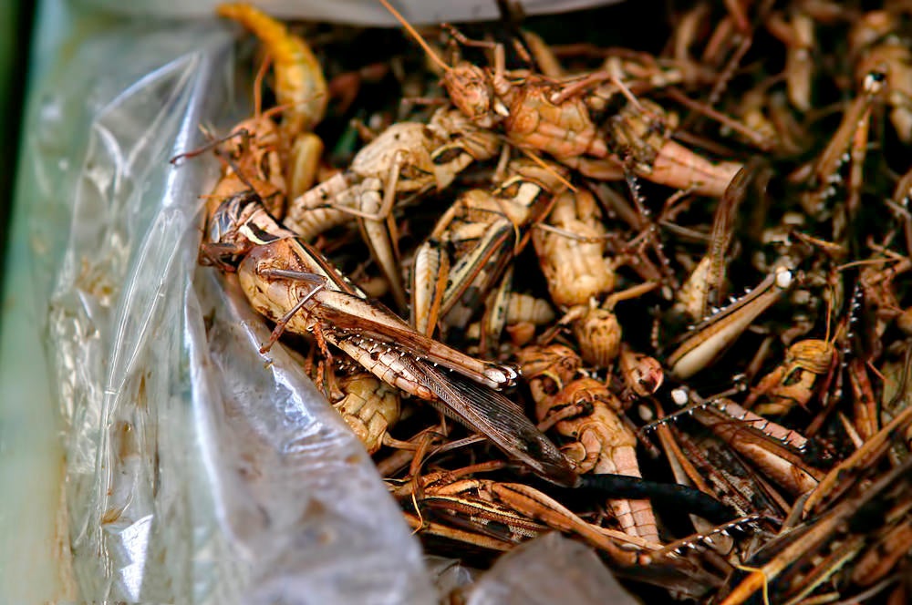 fried insects