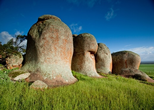 Eira pussala, Dienvidaustrālija, Austrālija
