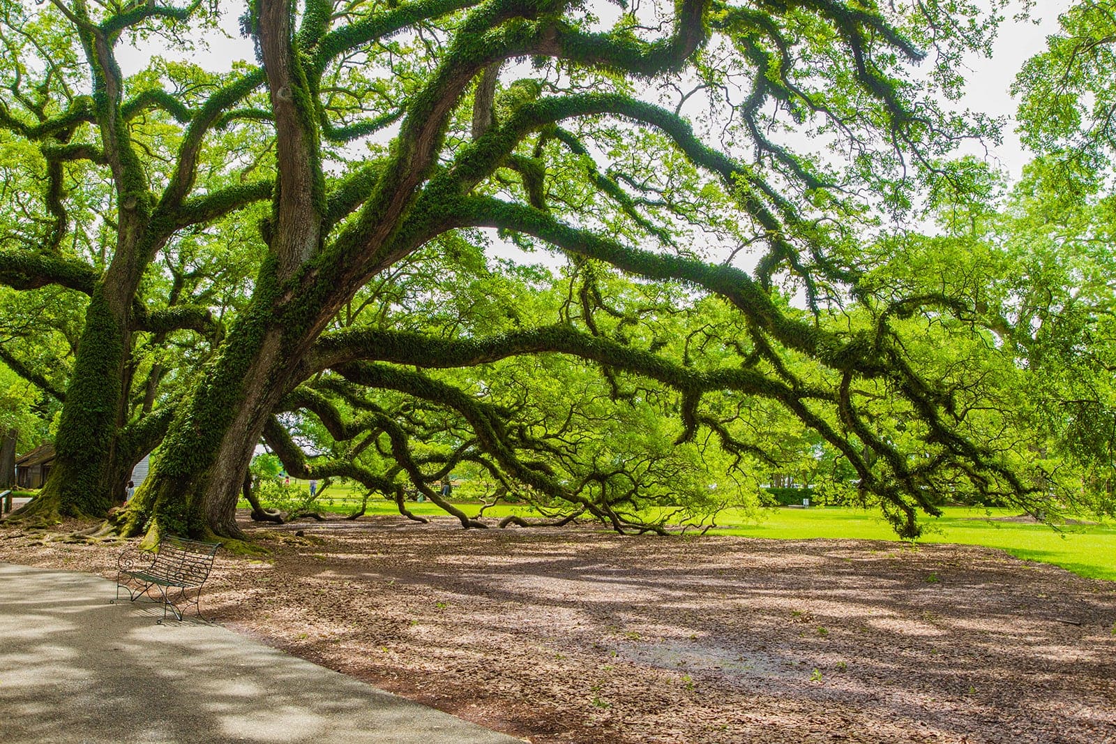 11 Weird And Quirky Things To Do In Louisiana Take A Road Trip 11-weird-and-quirky-things-to-do-in-louisiana-take-a-road-trip
