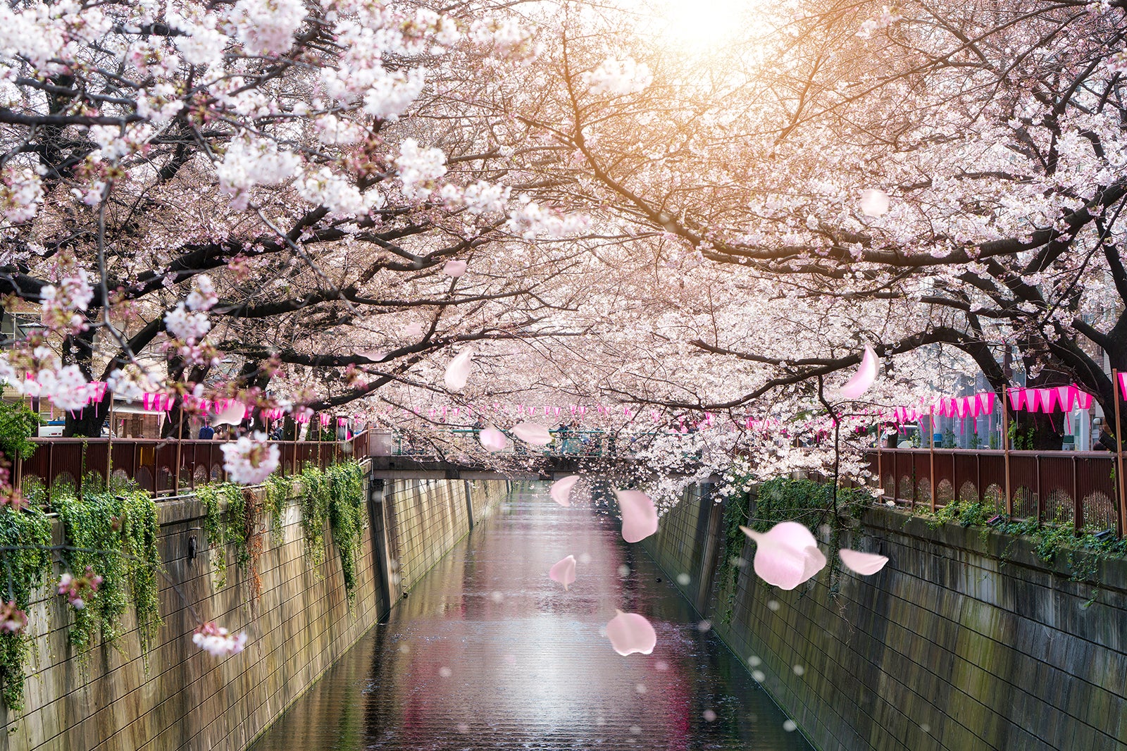 10 Best Cherry Blossom Spots In Japan Where To View Japans Cherry