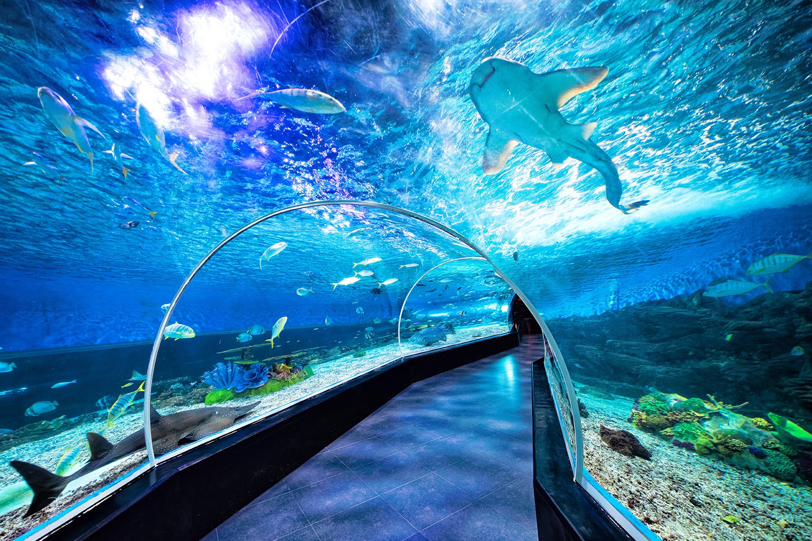 Манила оушен парк Manila Ocean Park