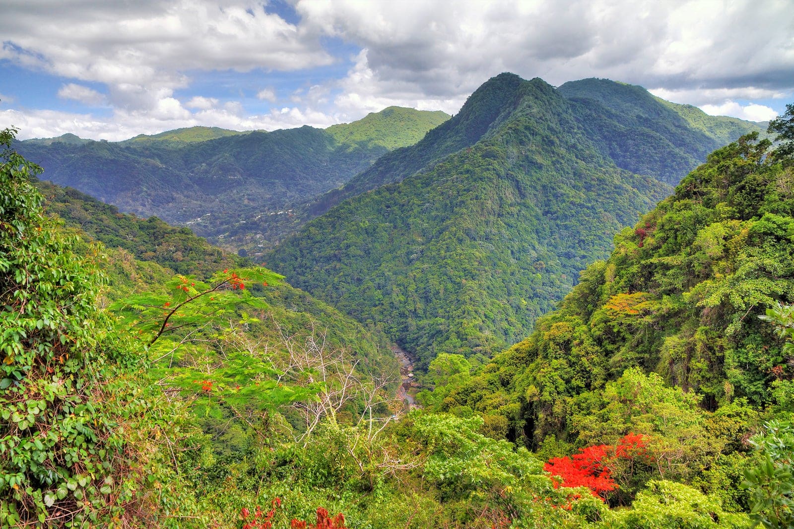 Puerto Ri El Yunque National Forest in Puerto Rico - Explore a Lush Tropical ...