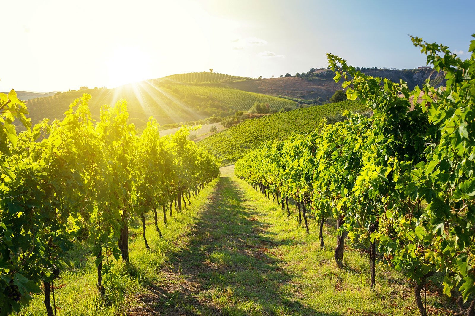 10 Best Bordeaux Vineyards Wineries Where To Find Bordeaux S Finest 10 Best Bordeaux Vineyards Wineries Where To Find Bordeaux S Finest