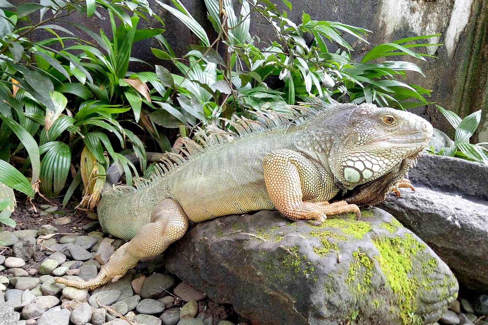 Bali Indonesia Animals : January 19 2017 Ubud Bali Indonesia Funny