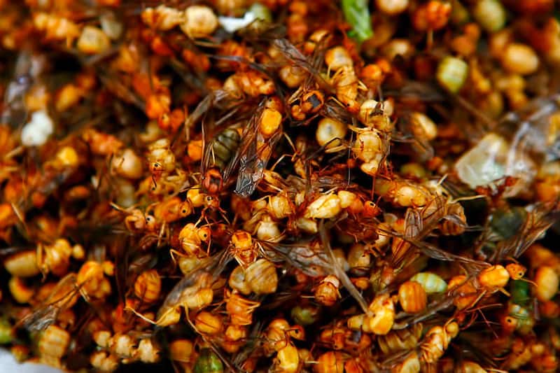 A Guide to Eating Insects in Phuket - Phuket's Edible Bugs – Go Guides