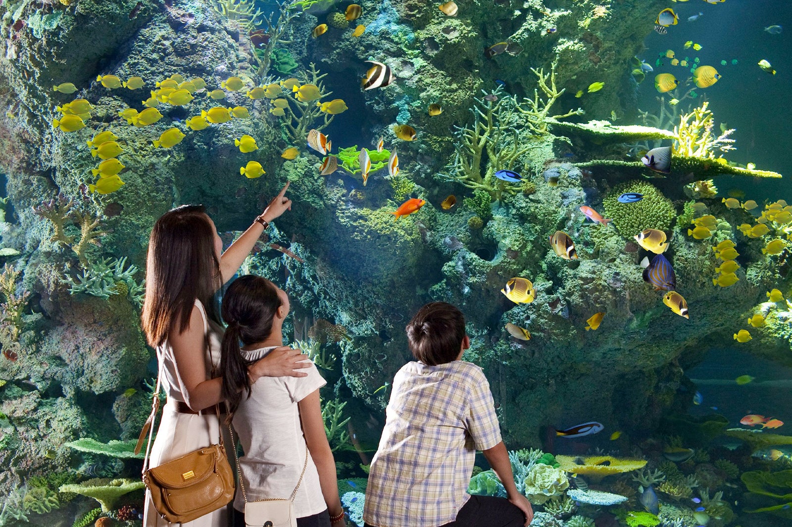 S.E.A Aquarium Singapore - Family Attraction in Resorts World Sentosa ...