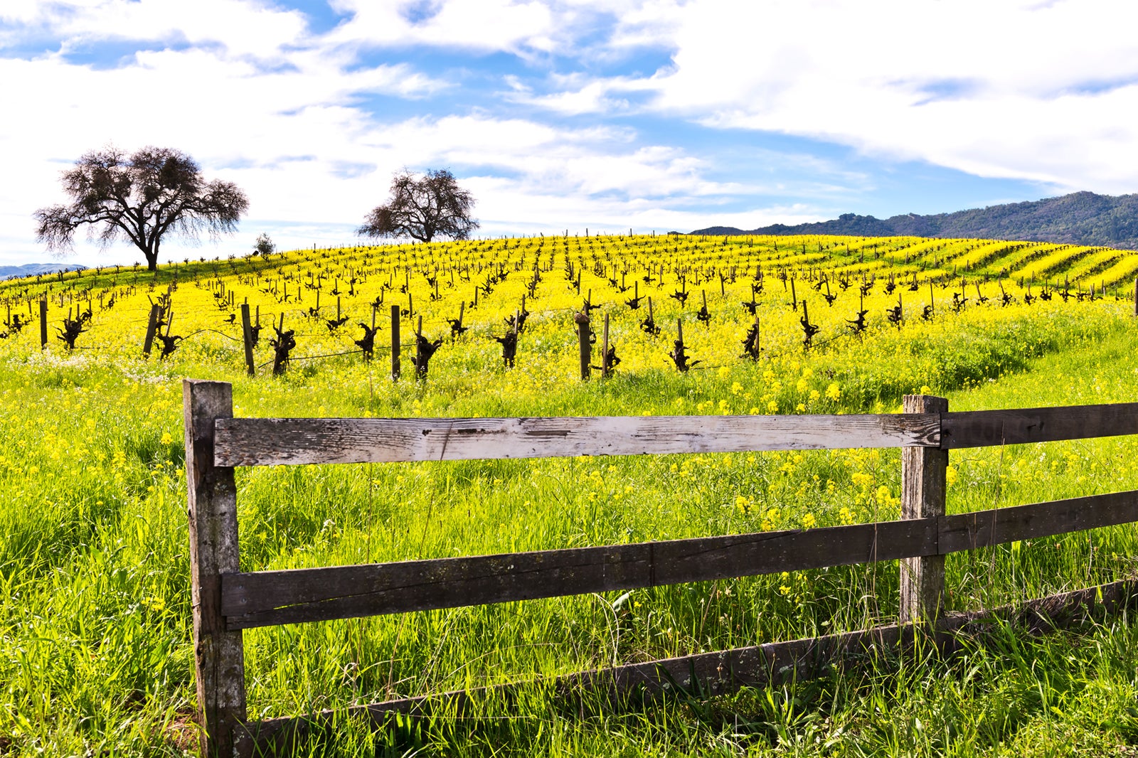 How to spend the perfect 24 hours in Napa Valley (Full Itinerary + Costs) -  California Through My Lens