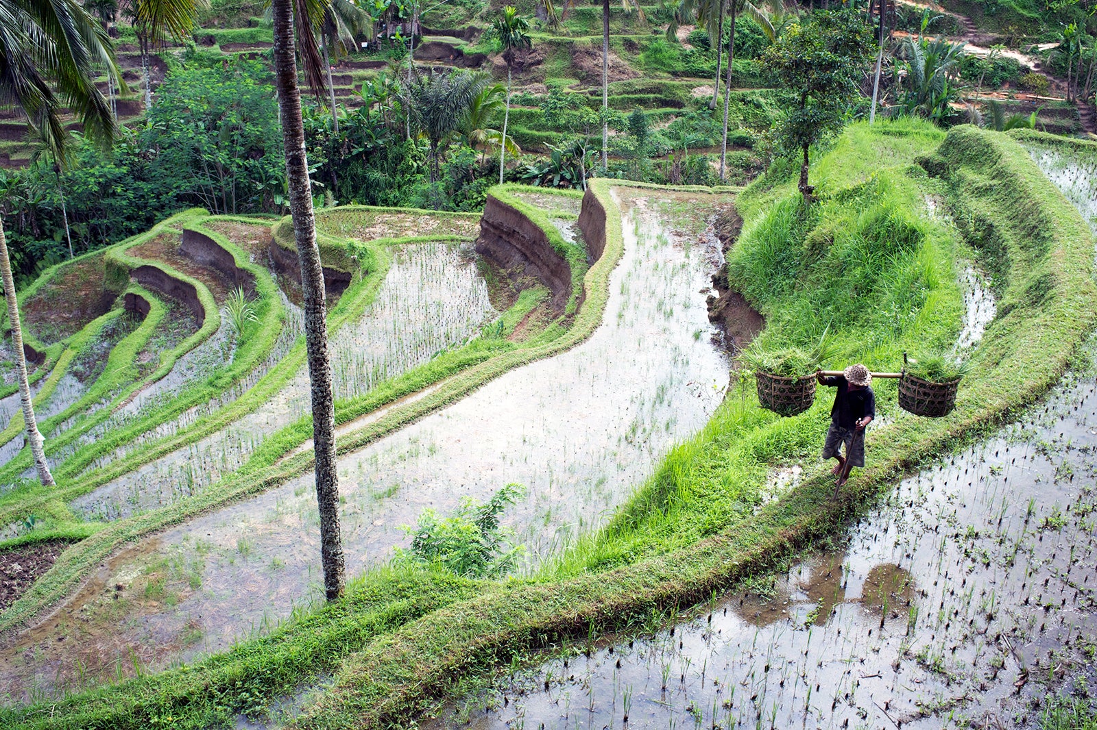 Tegallalang Rice Terraces in Bali - Popular and Scenic Attraction in ...