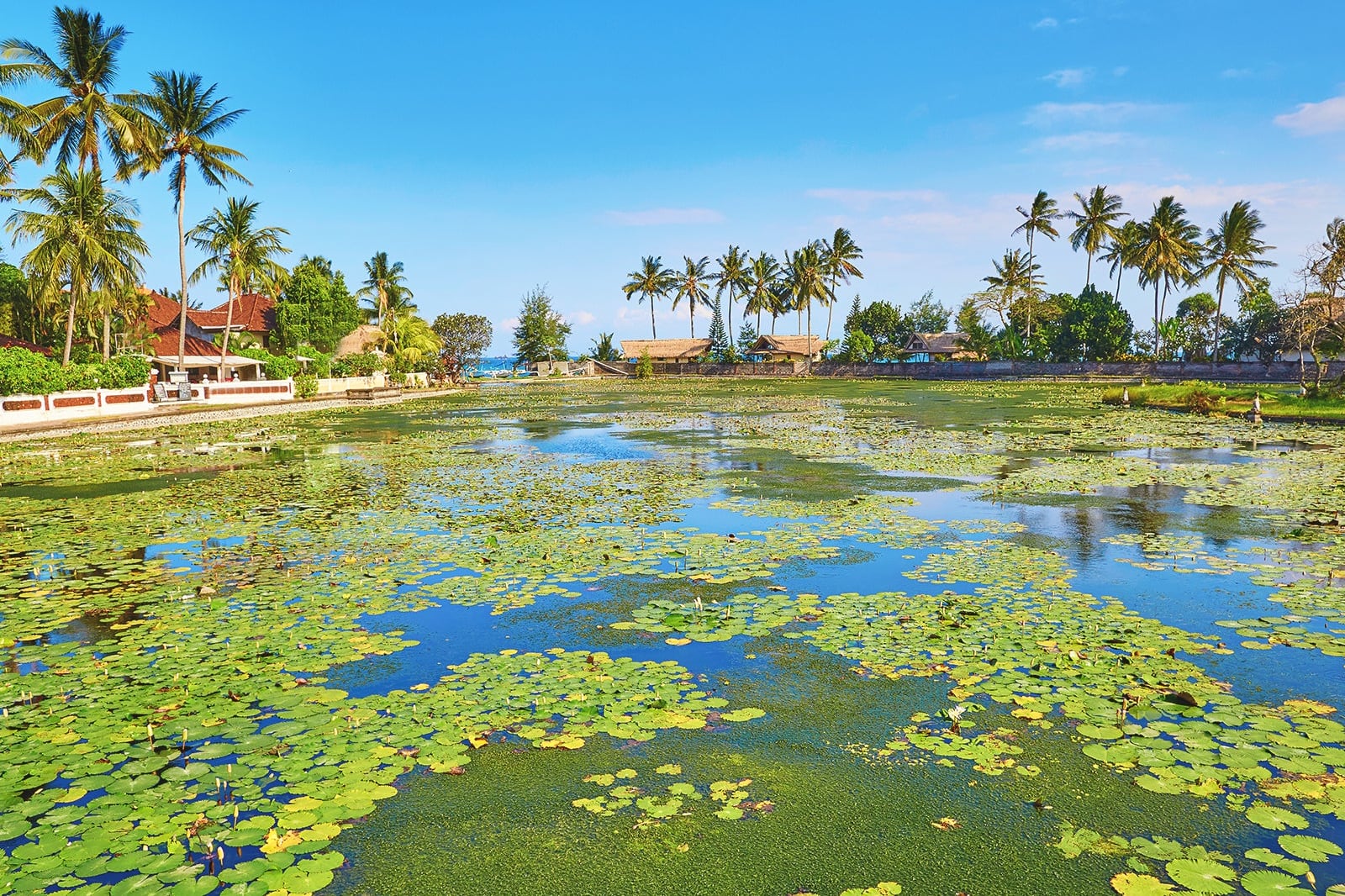 Candidasa Lotus Lagoon In Bali Central Landmark In Candidasa Go Guides candidasa-lotus-lagoon-in-bali-central-landmark-in-candidasa-go-guides