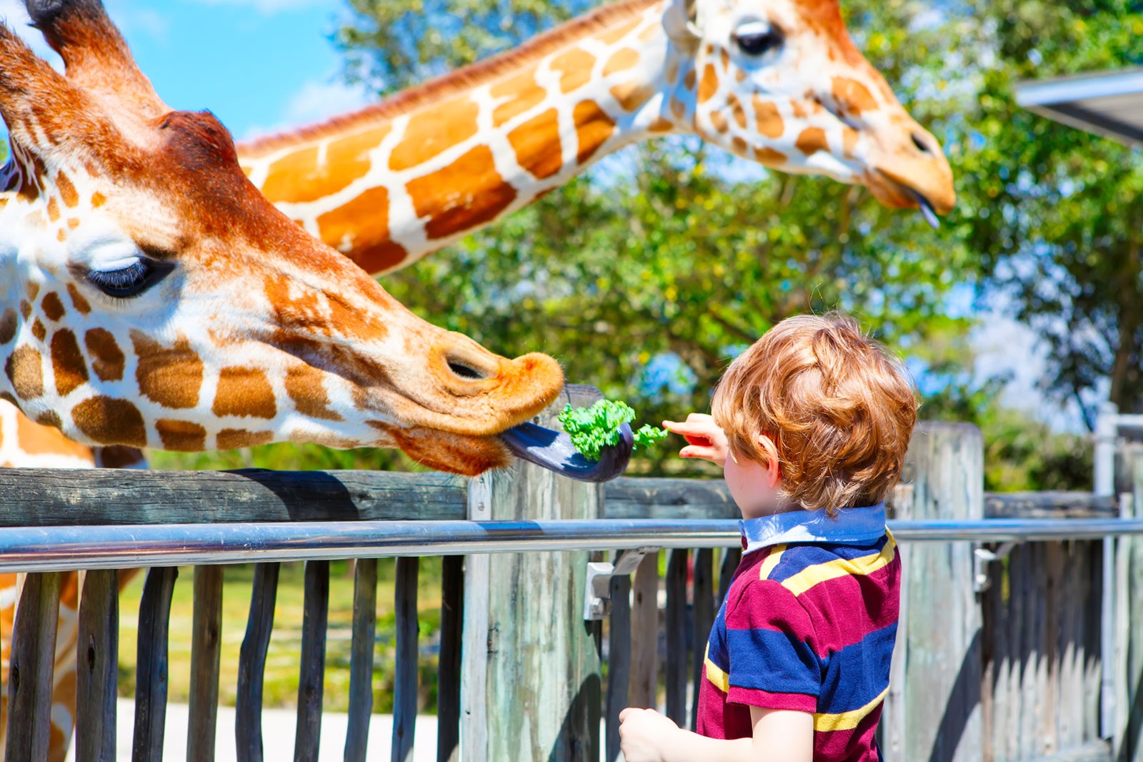 Zoo Miami Florida’s Largest Zoological Park Go Guides