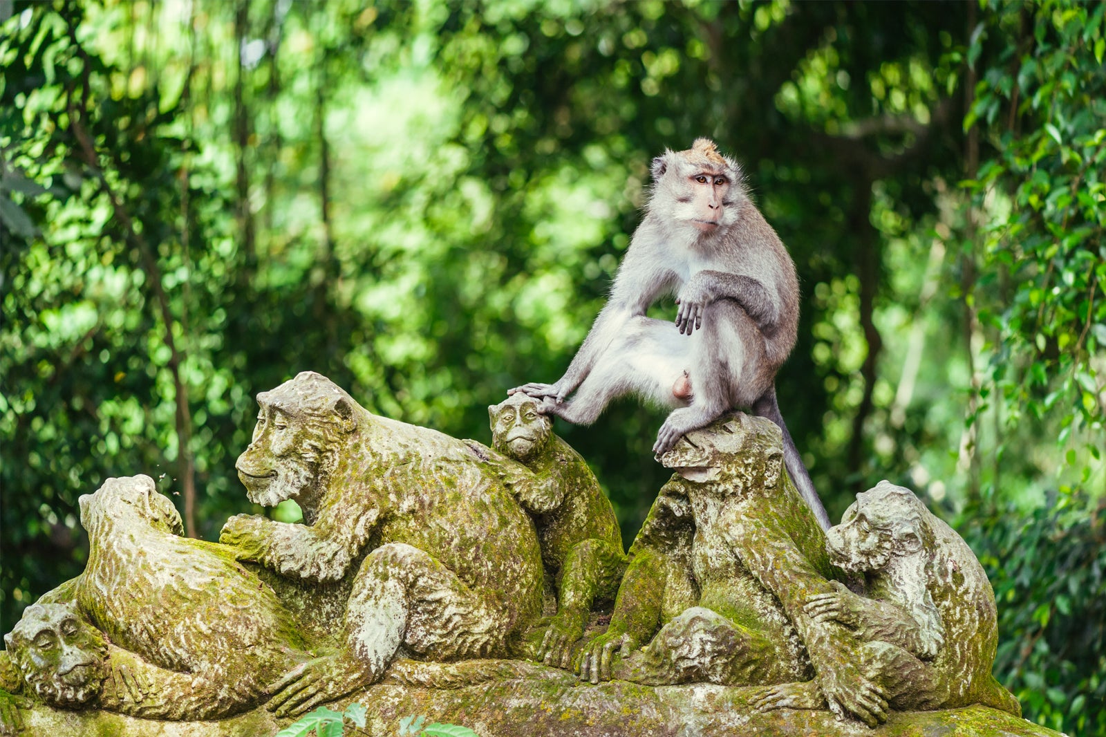 Ubud Monkey Forest in Bali - Sanctuary of Gray Macaques in Ubud – Go Guides