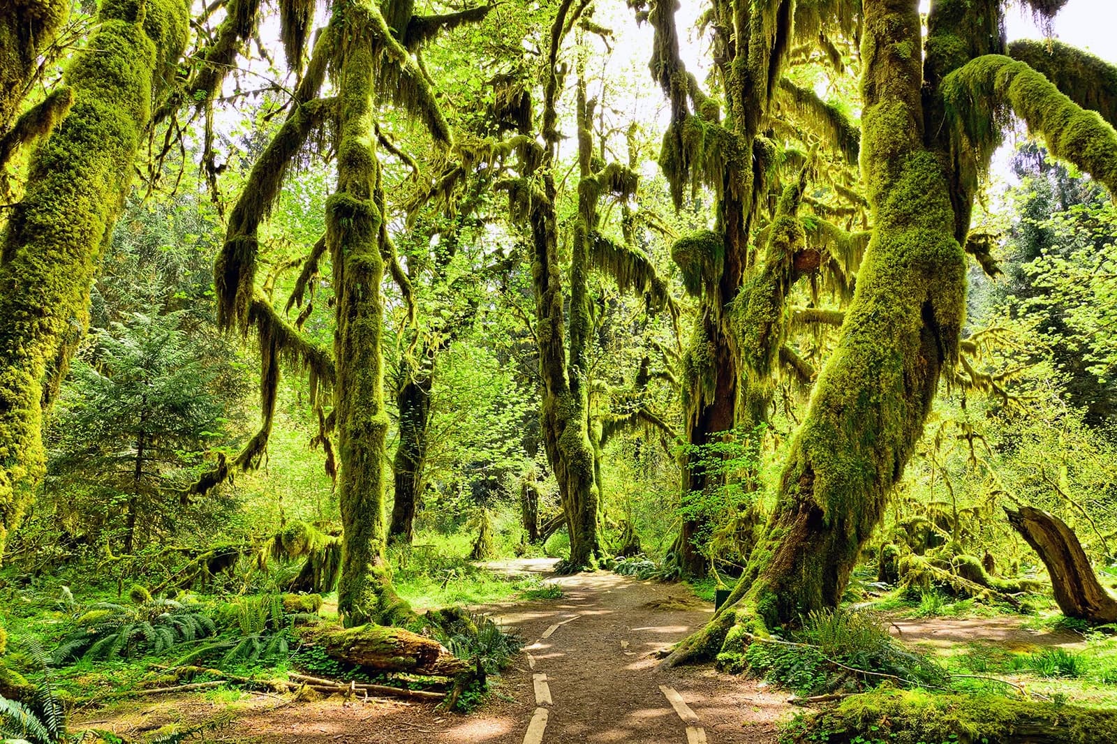 14 Best Natural Wonders in Washington - Take a Road Trip Through ...