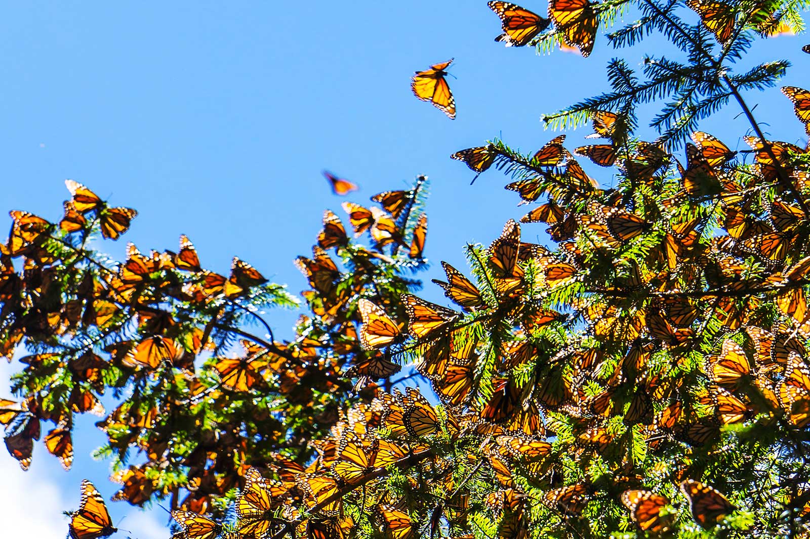 10 Best Day Trips from Mexico City Escape for a Short Getaway from