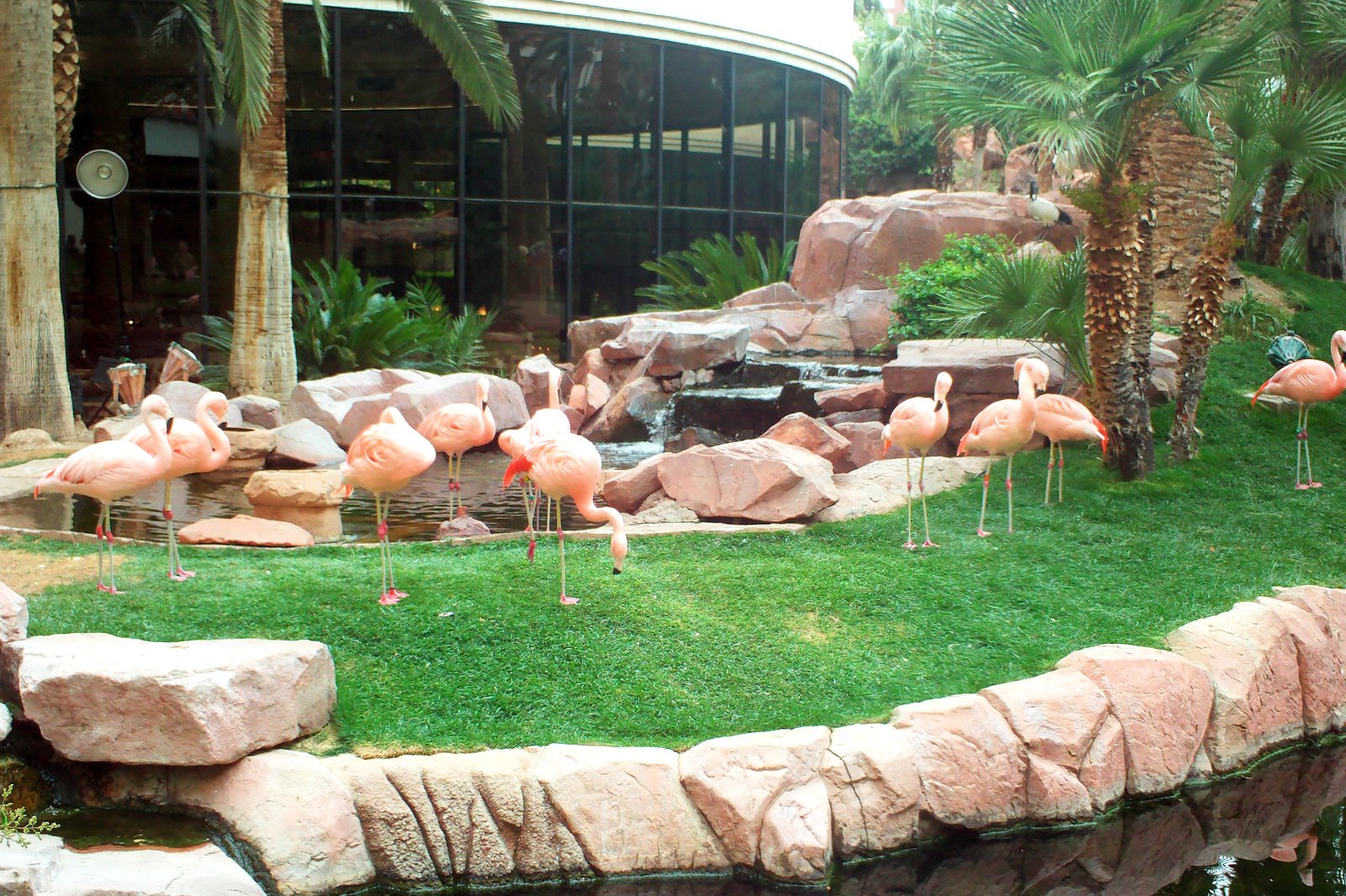 Need free fun in Vegas? Visit the Las Vegas Flamingo flamingos