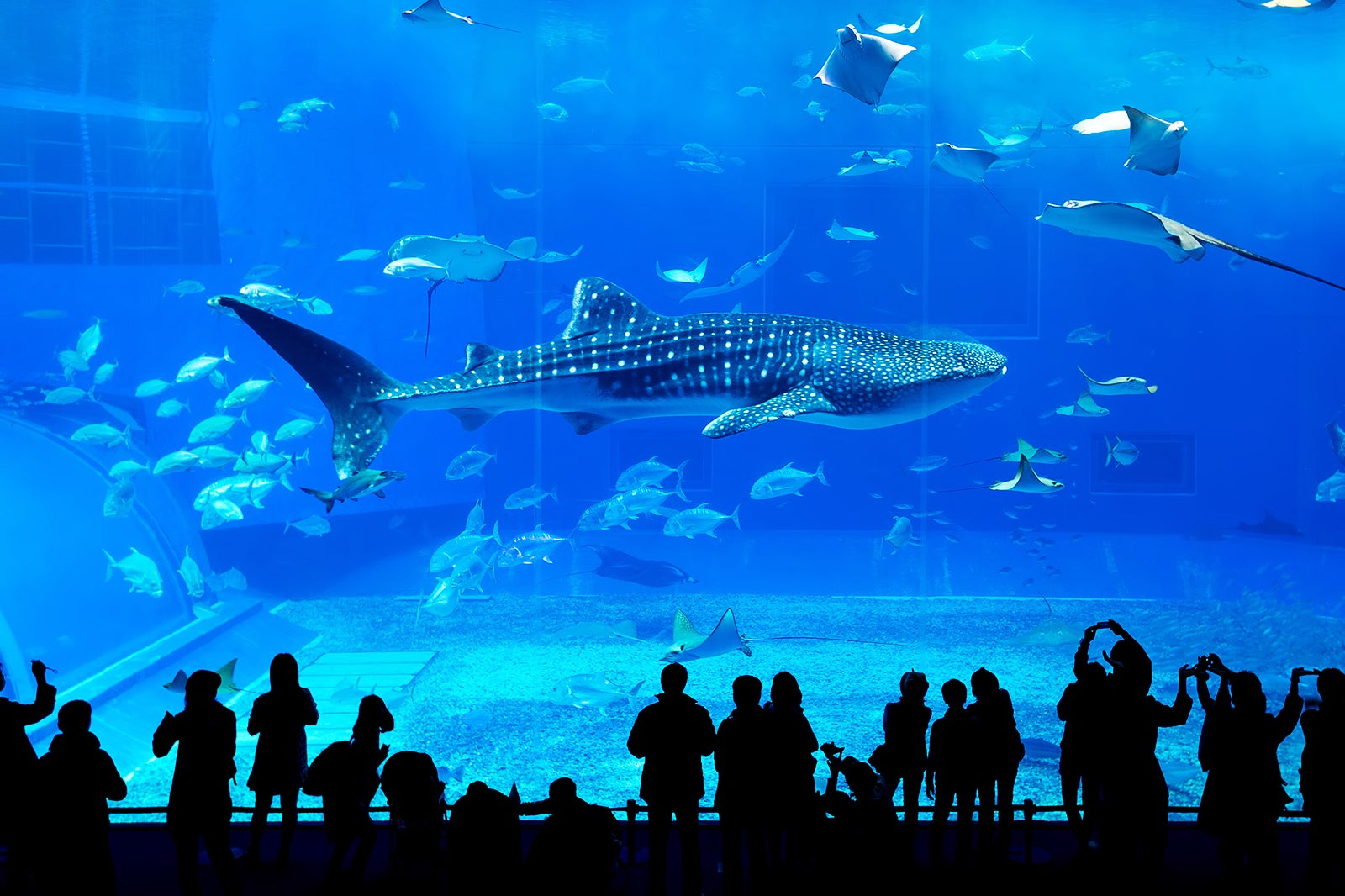 Georgia Aquarium in Atlanta - One of the World’s Largest Aquariums - Go