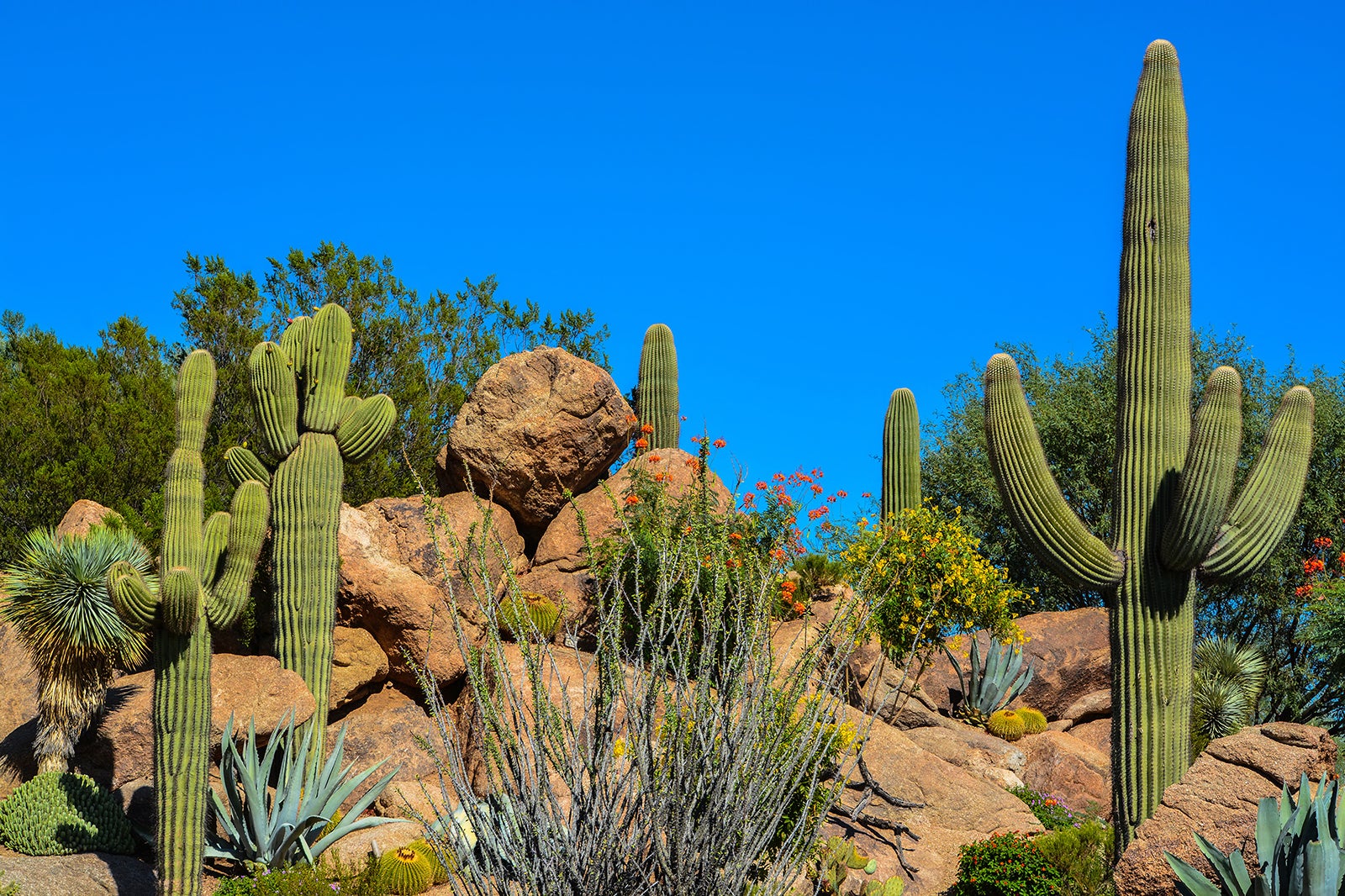 9 Best Things to Do in Phoenix - What is Phoenix Most Famous For? - Go  Guides