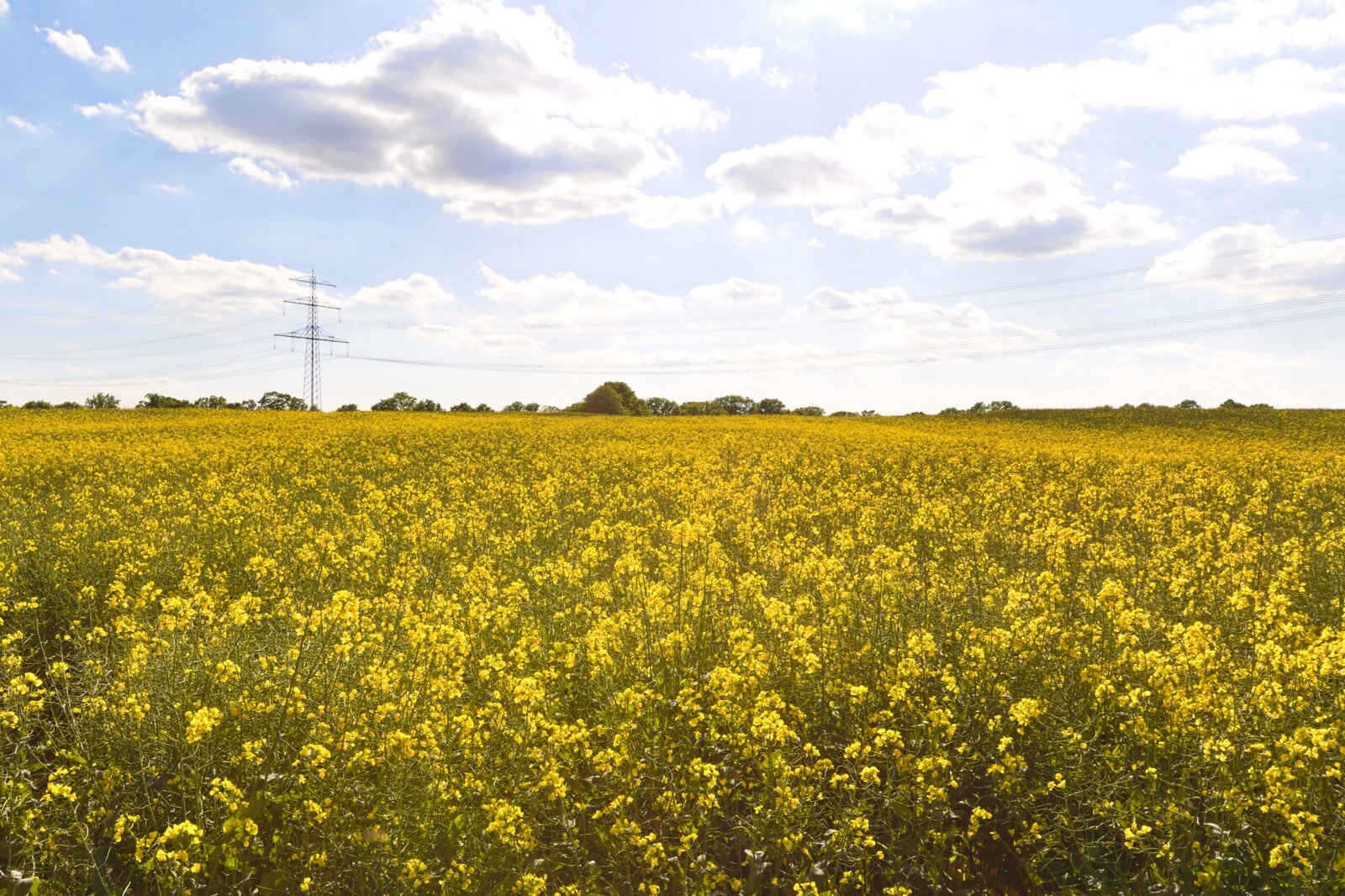 Exploring Hamburg and Beyond: A Green Adventure in Northern Germany